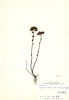 藏品(野薄荷)的圖片